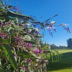 Griffith Golf Club - Griffith