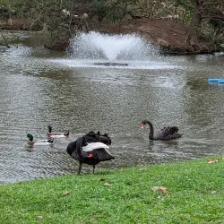 Lake Alford Park - Gympie