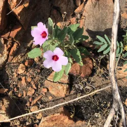 China Wall - Halls Creek