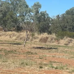 Jarlmadangah Burru Aboriginal Art and Cultural Centre - Halls Creek