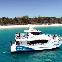Whale Watching Tours - Hervey Bay