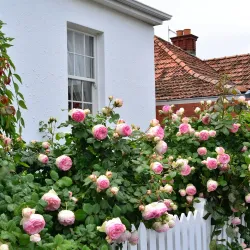 Battery Point - Hobart
