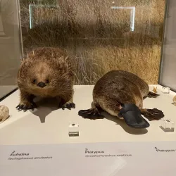 Tasmanian Museum and Art Gallery - Hobart