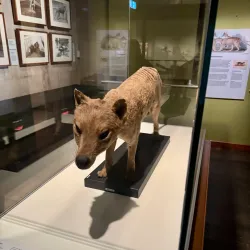 Tasmanian Museum and Art Gallery - Hobart