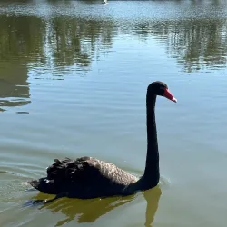 Bicentennial Park - Homebush