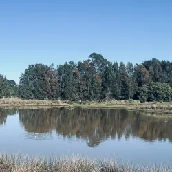 Homebush Bay Wetlands - Homebush