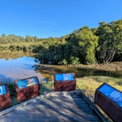 Homebush Bay Wetlands - Homebush