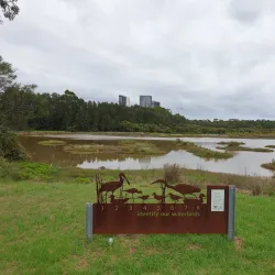 Homebush Bay Wetlands - Homebush