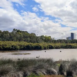 Homebush Bay Wetlands - Homebush