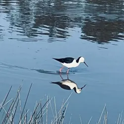 Homebush Bay Wetlands - Homebush