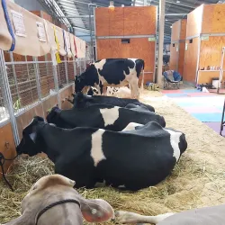 Sydney Showground - Homebush