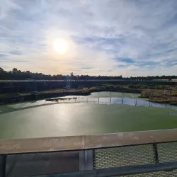 Wentworth Common - Homebush