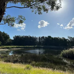 Wentworth Common - Homebush