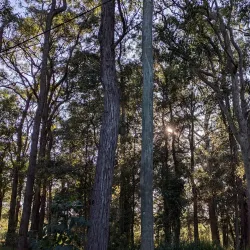 Bicentennial Park - Hornsby
