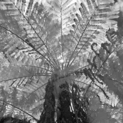 Florence Street Reserve - Hornsby