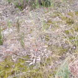 Lloyd Reserve - Horsham