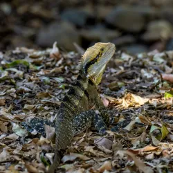 Ipswich Nature Centre - Ipswich