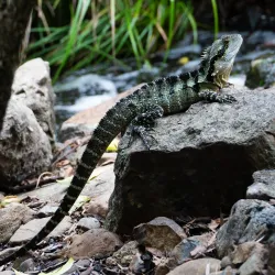 Ipswich Nature Centre - Ipswich