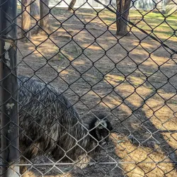 Queens Park and Botanic Gardens - Ipswich