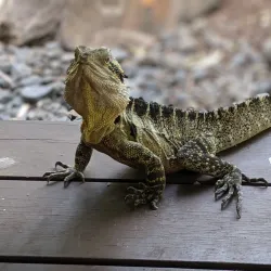 Queens Park and Botanic Gardens - Ipswich