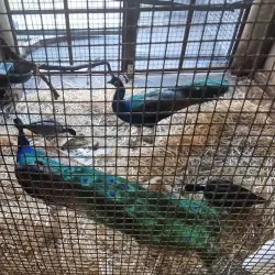 Queens Park and Botanic Gardens - Ipswich