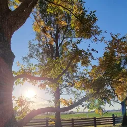 Bromelton State Forest - Jimboomba