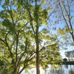 Bromelton State Forest - Jimboomba