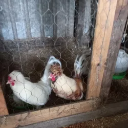 Jimboomba Farmers Market - Jimboomba