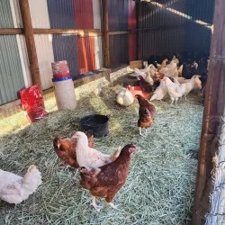 Jimboomba Farmers Market - Jimboomba