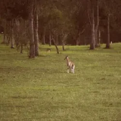 Jimboomba Golf Club - Jimboomba