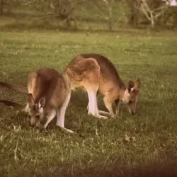 Jimboomba Golf Club - Jimboomba