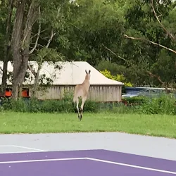 Jimboomba Park - Jimboomba