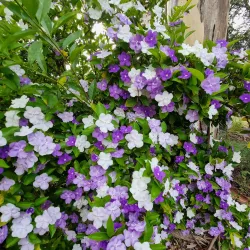 Jimboomba Park - Jimboomba