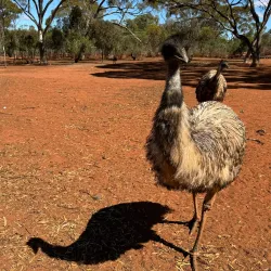 Kalgoorlie Arboretum - Kalgoorlie
