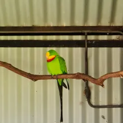 Kalgoorlie Arboretum - Kalgoorlie