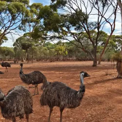 Kalgoorlie Arboretum - Kalgoorlie