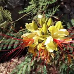 Mount Charlotte Reservoir and Lookout - Kalgoorlie