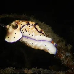 Pilbara Bush Adventures - Karratha