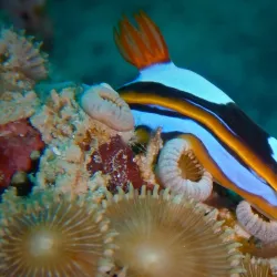 Pilbara Bush Adventures - Karratha