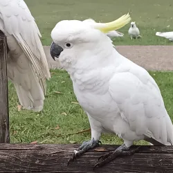 Katoomba Falls - Katoomba
