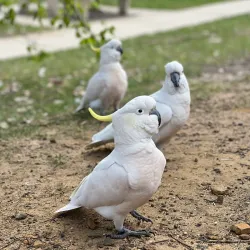Katoomba Falls - Katoomba
