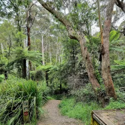 Leura Cascades - Katoomba