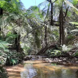 Leura Cascades - Katoomba