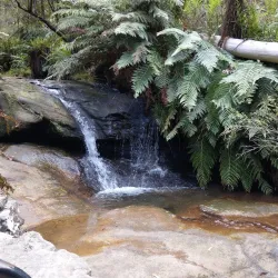 Leura Cascades - Katoomba