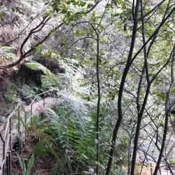 Leura Cascades - Katoomba