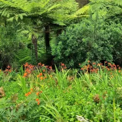 Prince Henry Cliff Walk - Katoomba