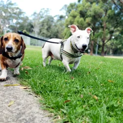 Greenway Park - Kellyville