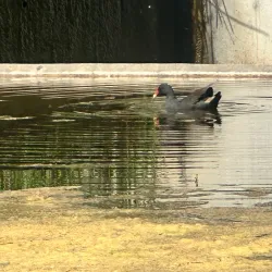 The Ponds Wetland Reserve - Kellyville