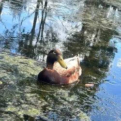 The Ponds Wetland Reserve - Kellyville