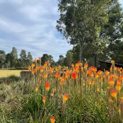 The Ponds Wetland Reserve - Kellyville